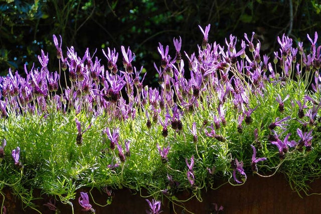 Grow a flowering hedge