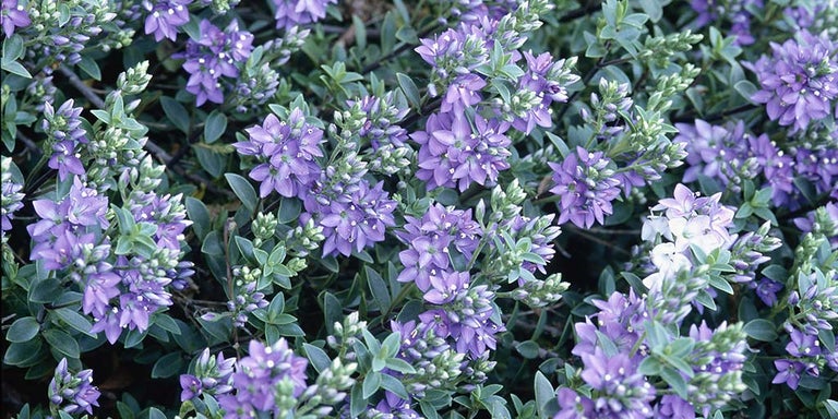 Buy hebes from RHSplants.co.uk