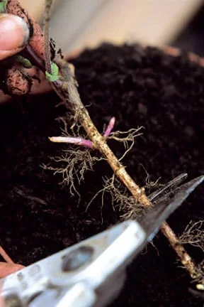 Propagating herbs