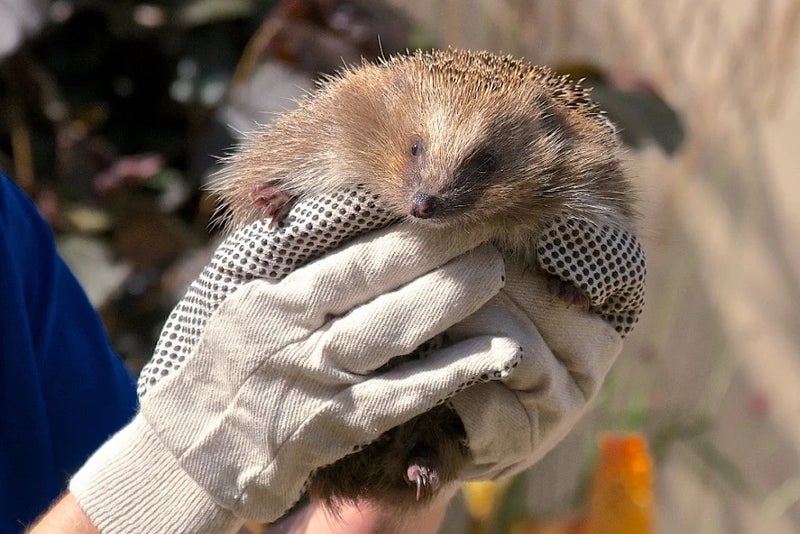 Bye bye Mrs Tiggywinkle