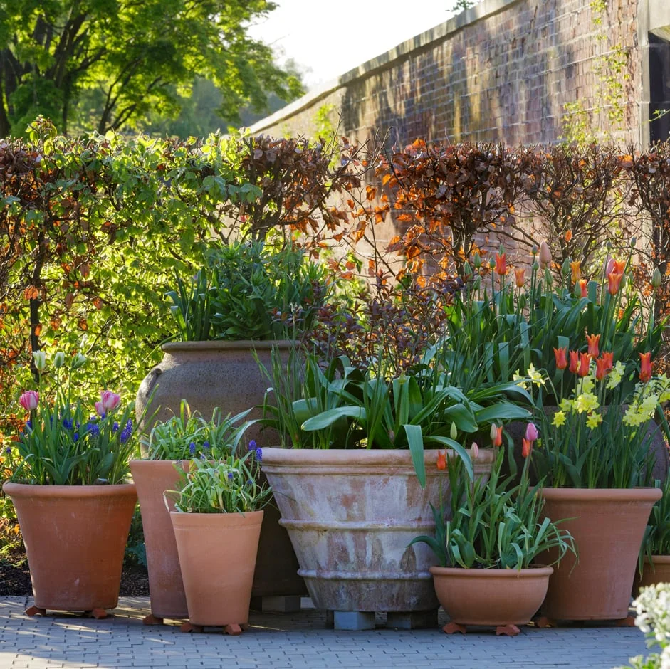 Large containers are best for creating striking displays and are easier to look after