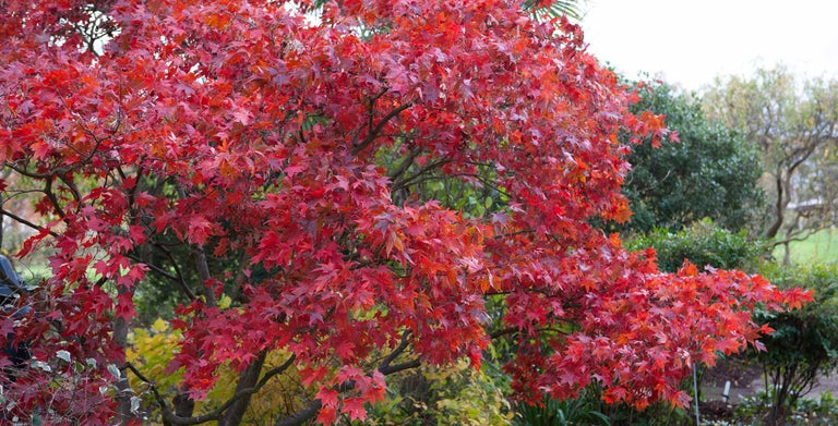 Japanese maples
