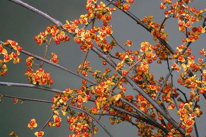 Sparkling seedcoats