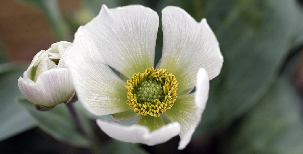 Alpine Ranunculus Alpine ranunculus / RHS Plant Guide