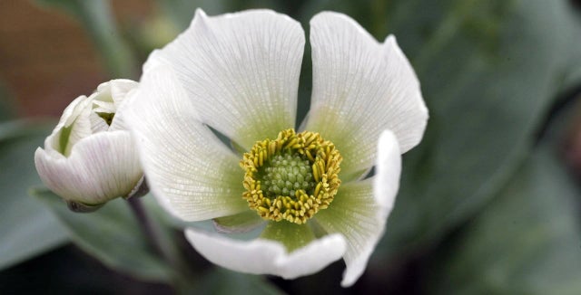 Alpine ranunculus