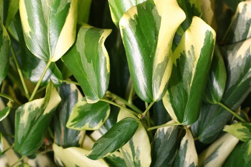 The most colourful evergreen climber