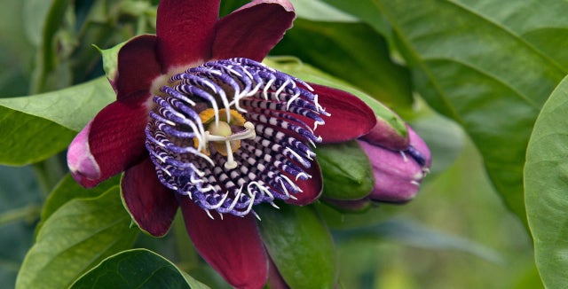 Conservatory passion flowers