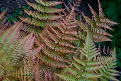 Find out about ferns