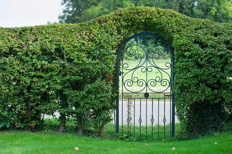 1. Grow a hedge