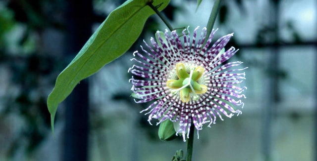 Edible passion flowers