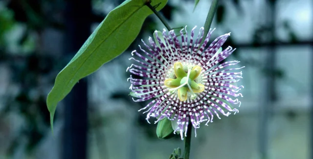 Edible passion flowers