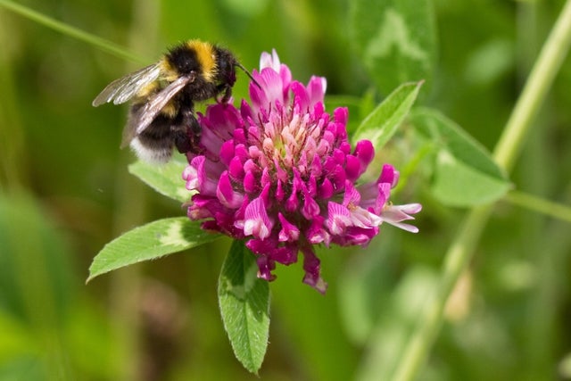 RHS Plants for Pollinators