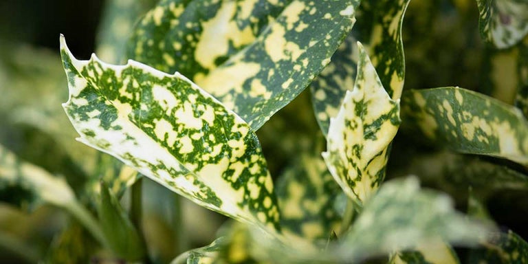 Buy aucubas from RHSplants.co.uk