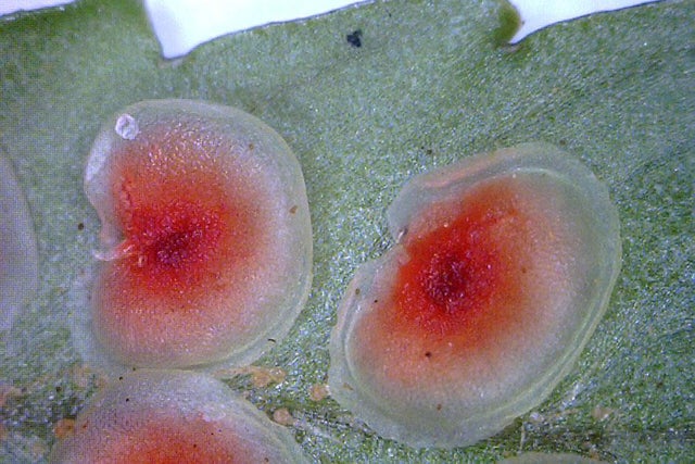 Hardy Fern Society guide to propagating ferns