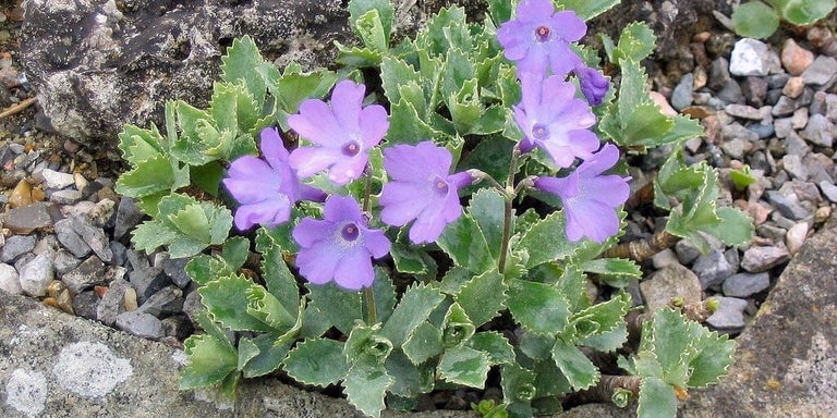 Buy primulas from RHSplants.co.uk