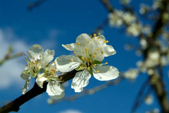 Growing fruit trees
