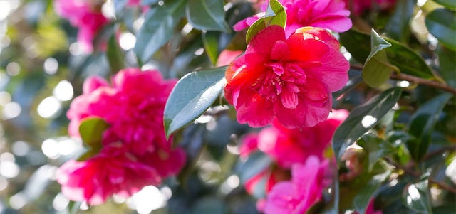 10 award-winning low-maintenance evergreen plants