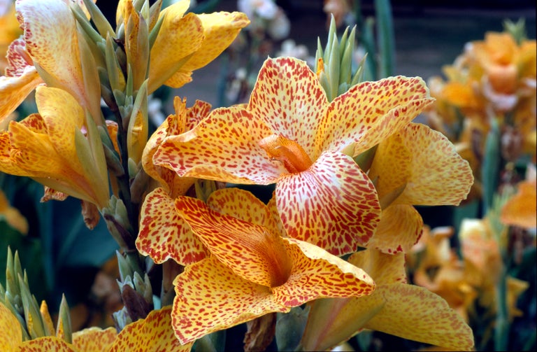 Buy cannas from RHSplants.co.uk