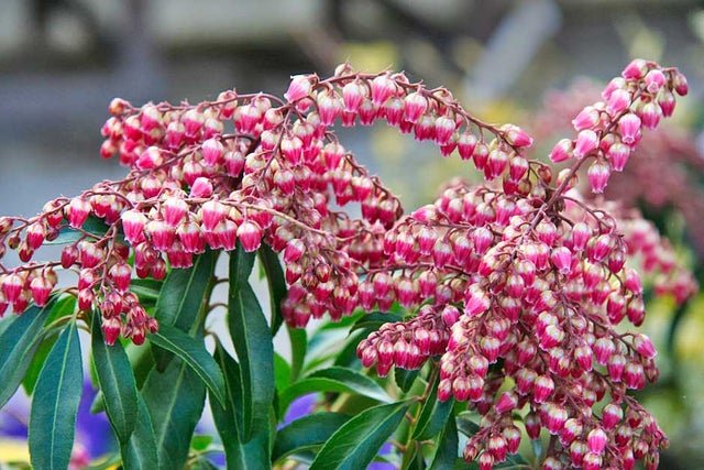 Pieris japonica ‘Valley Valentine’