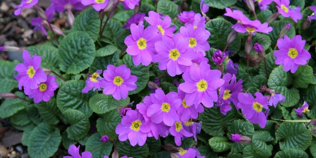 Primroses and polyanthus / RHS Plant Guide