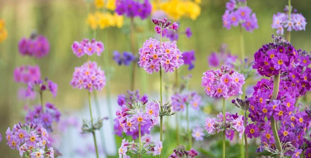 Primulas for damp soil