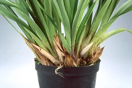 How to grow cymbidium orchids / RHS Growing Guide