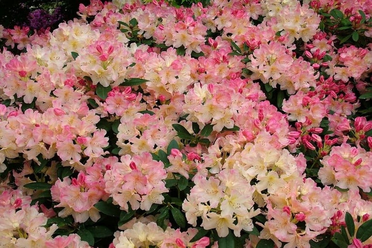 Sustainable planting combinations for different soil types