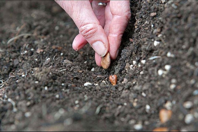 Read more on seed sowing techniques