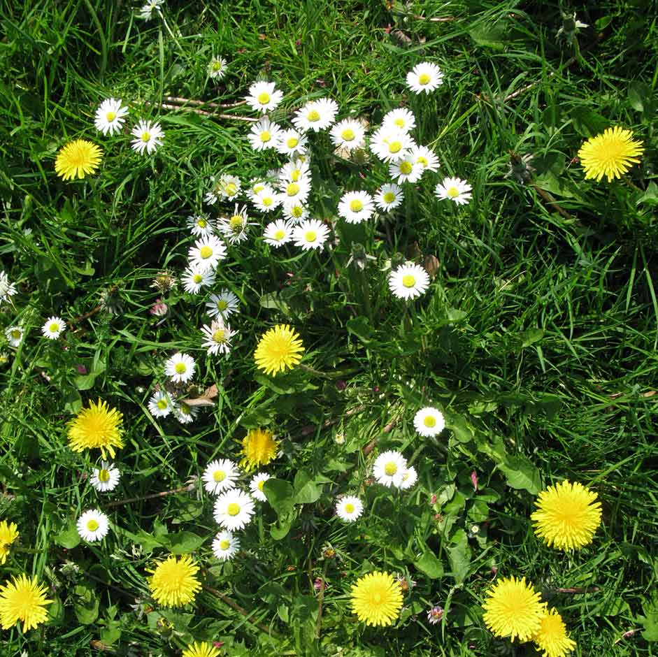 Lawn Care for Drought Conditions | RHS Advice
