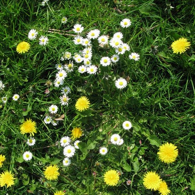 Daisies and dandelions in a lawn