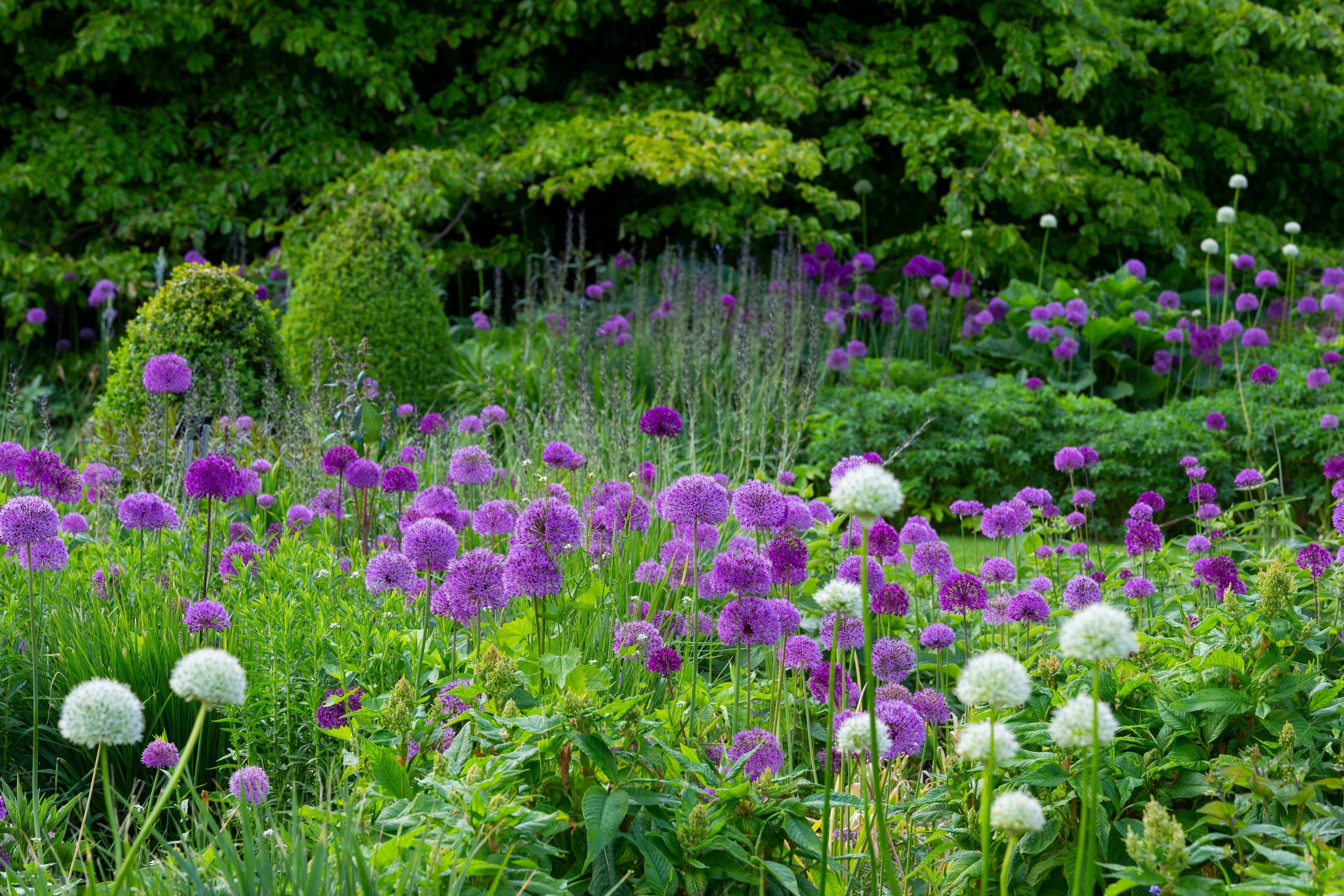 A field of purple flowers