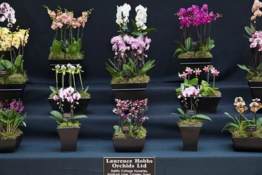 Laurence Hobbs Orchids Ltd