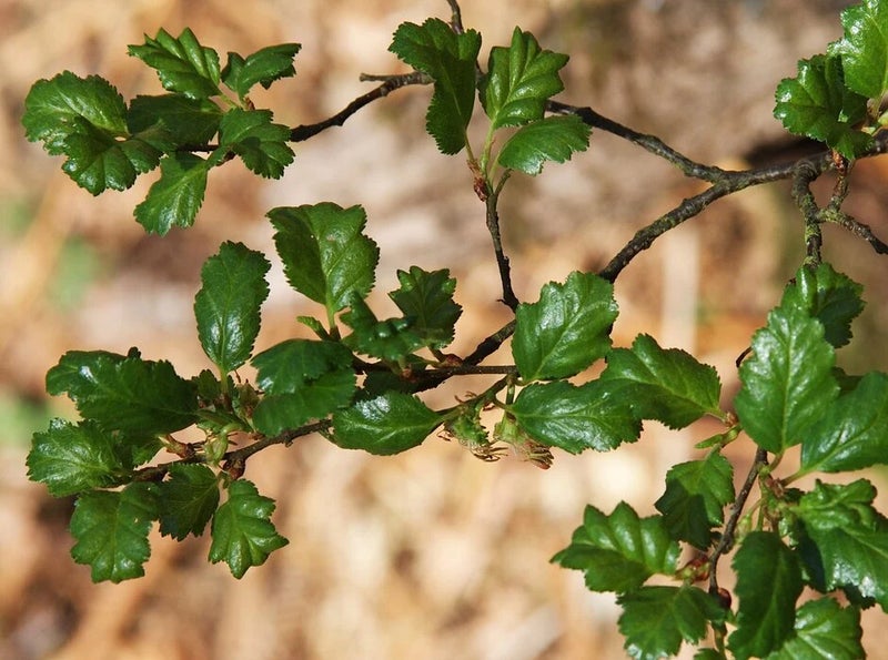 July – Nothofagus antarctica