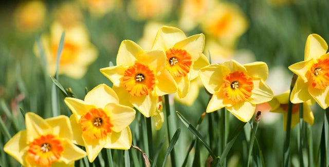Introducing daffodils