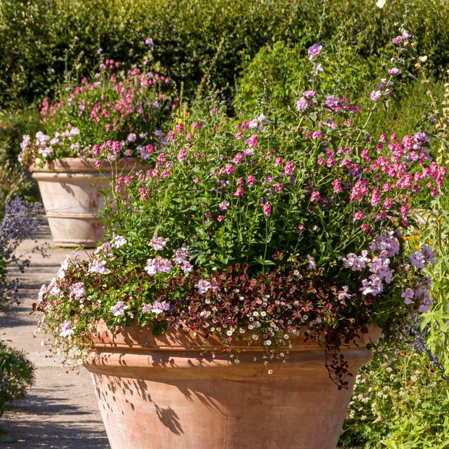 Pot displays of summer bedding at RHS Garden Hyde Hall