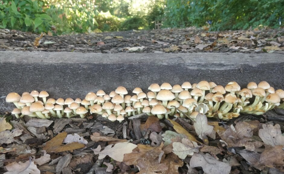 Saprotrophic Fungi in Gardens | RHS Advice