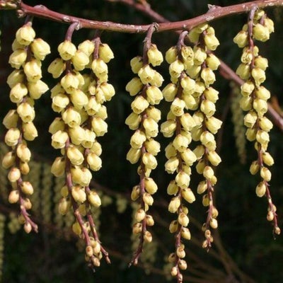 <i>Stachyurus praecox</i> is a excellent early-flowering shrub for pollinator