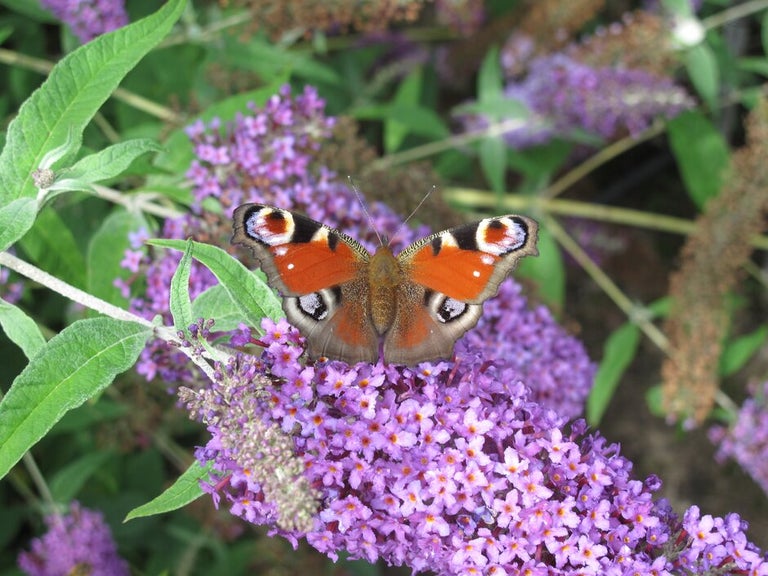 Butterflies in your garden