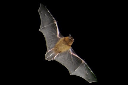 Bats in your garden
