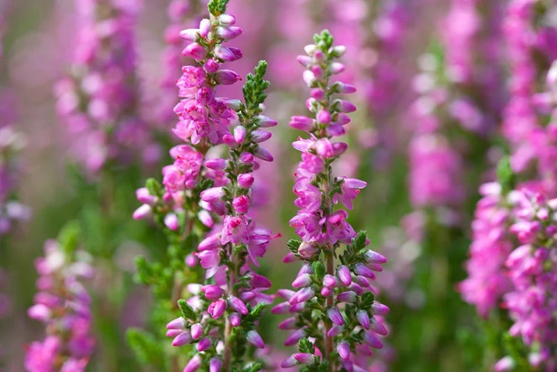 Double-flowered heather