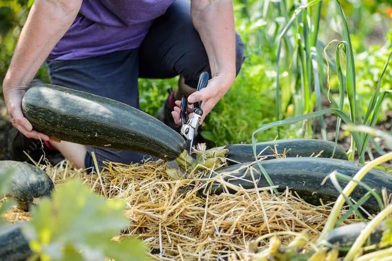 How to grow marrows | RHS Guide