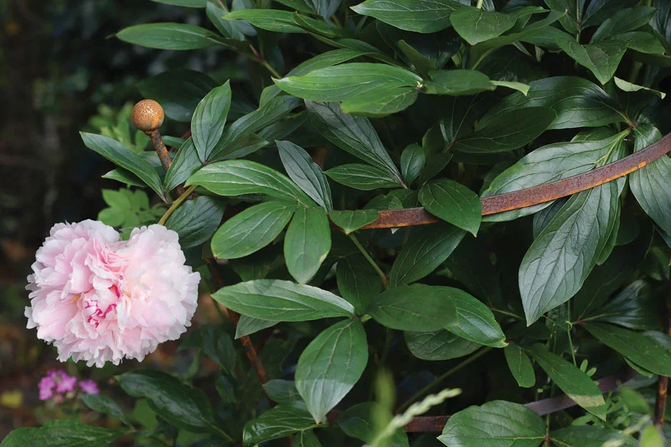Home & Garden Extras