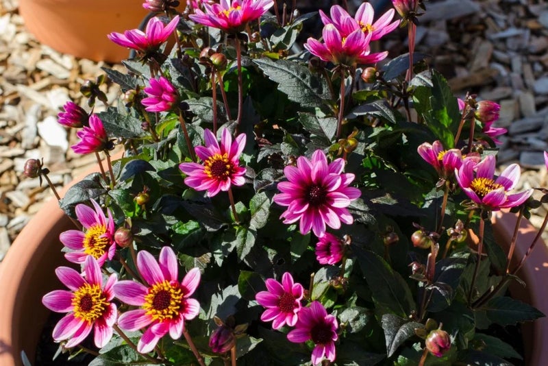 Dahlia 'Pretty Woman' in a pot, covered in pink flowers against dark foliage