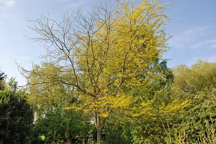 Robinia psuedoacacia 'Frisia' with unknown dieback problems.