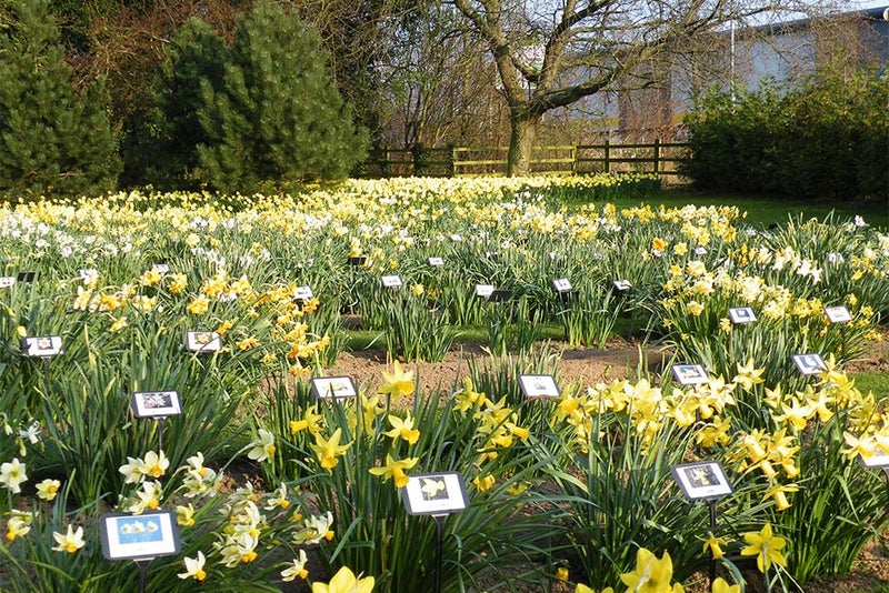 Springfields Festival Gardens, Lincolnshire