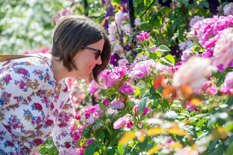 Visit Rosemoor's glorious rose garden