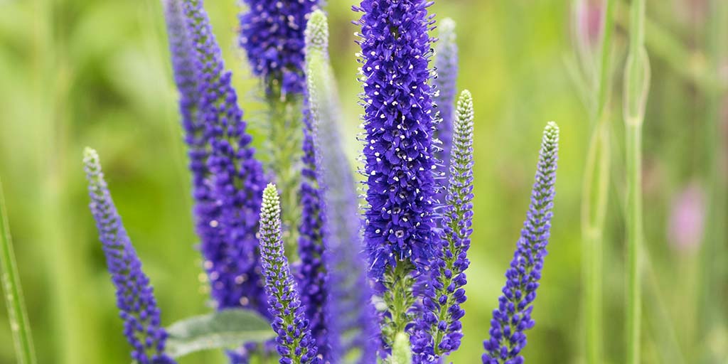 Veronica / RHS Plant Guide