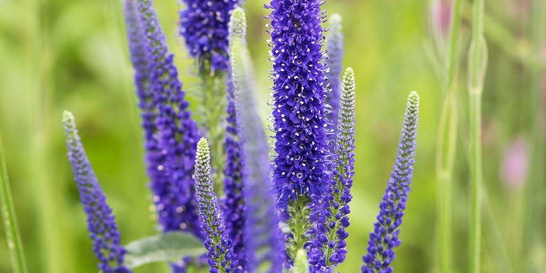 Buy veronicas from RHSPlants.co.uk