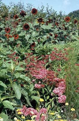 Revitalising an over-mature border