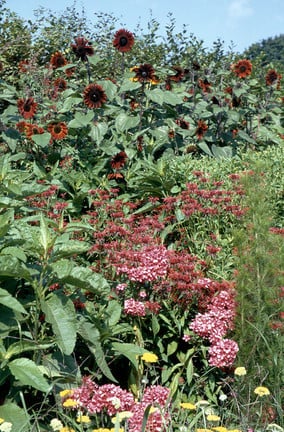 Borders: revitalising an over-mature bed